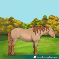 Horse Color:Red Dun Splash