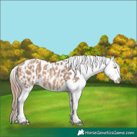 Horse Color:Amber Champagne Splash Tobiano Appaloosa  and Amber Champagne Splash Tobiano Appaloosa 