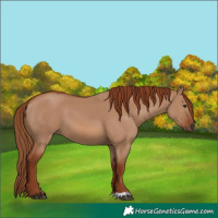 Horse Color:Red Dun 