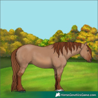 Horse Color:Red Dun 