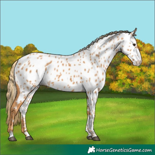 Horse Color:Chestnut Appaloosa 