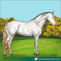Horse Color:Chestnut Near Leopard 