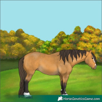 Horse Color:Buckskin 