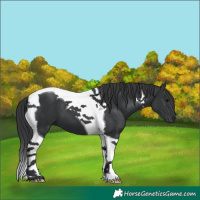 Horse Color:Black Tobiano
