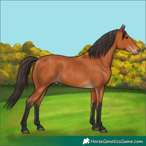 Horse Color:Bay Rabicano 