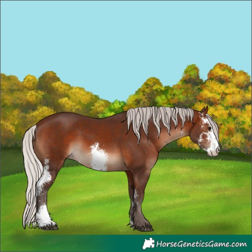 Horse Color:Silver Brown Sabino 
