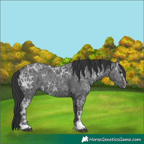 Horse Color:Unknown 