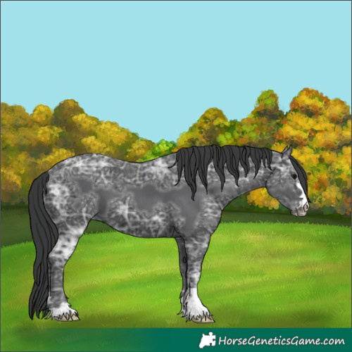 Horse Color:Unknown 