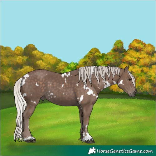 Horse Color:Unknown 