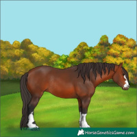 Horse Color:Bay Rabicano 
