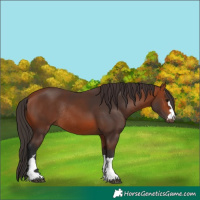 Horse Color:Bay Rabicano 