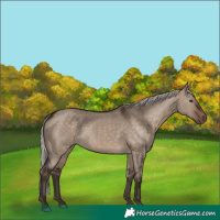 Horse Color:Silver Brown Dun