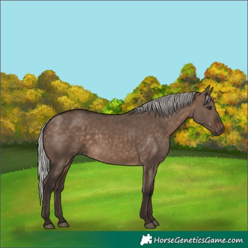 Horse Color:Silver Brown Dun 