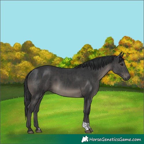Horse Color:Black  and Black 