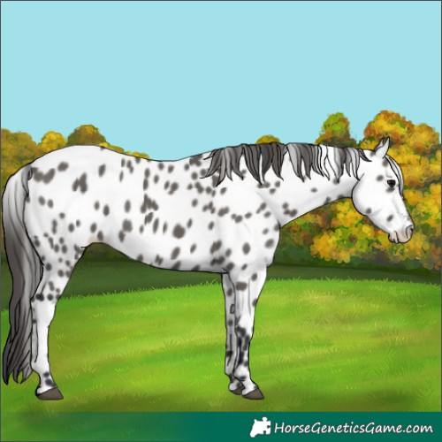 Horse Color:Grullo Appaloosa