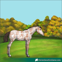 Horse Color:Bay Ice