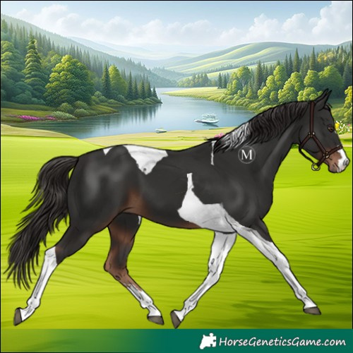 Horse Color:Liver Chestnut Tobiano 