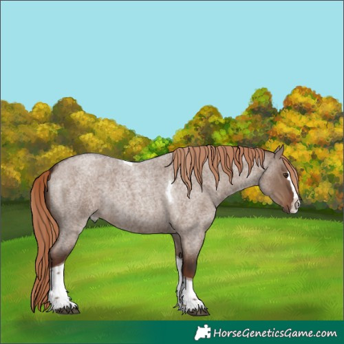 Horse Color:Unknown 