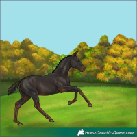 Horse Color:Liver Chestnut 