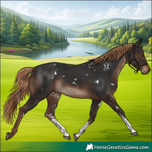 Horse Color:White Spotted Liver Chestnut Sabino 