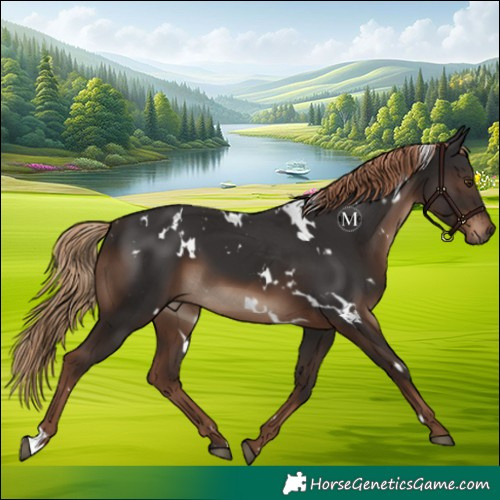 Horse Color:White Spotted Liver Chestnut 