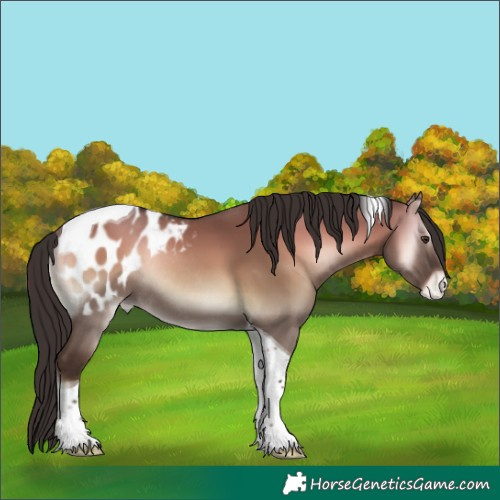 Horse Color:Liver Red Dun Onyx Tobiano Blanket Rabicano 