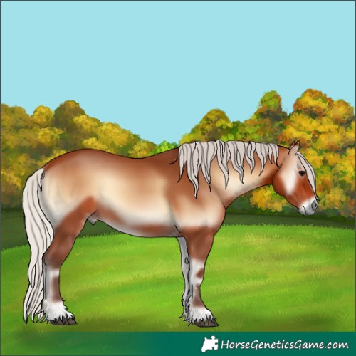 Horse Color:Silver Bay Onyx 