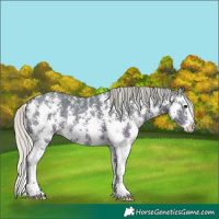 Horse Color:Silver Grullo Sabino Splash