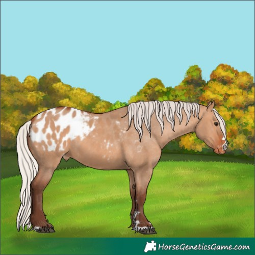 Horse Color:Unknown 