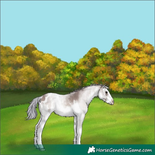 Horse Color:White Spotted Silver Grullo Onyx Blanket 
