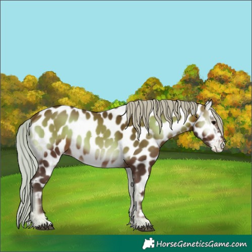 Horse Color:Unknown 