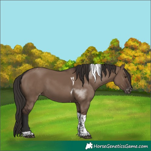 Horse Color:Unknown 