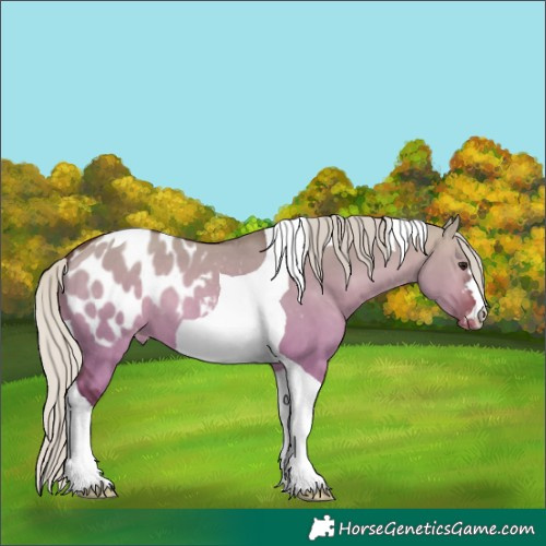Horse Color:Silver Brown Dun Tobiano Blanket 