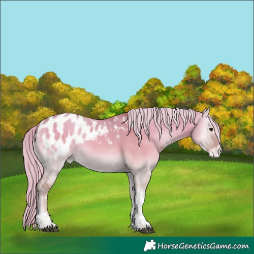 Horse Color:Palomino Onyx Tobiano Blanket 