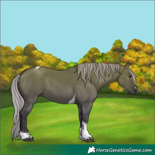 Horse Color:Gray Silver Grullo Tobiano 