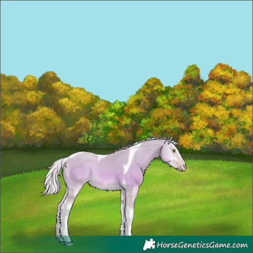 Horse Color:Silver Amber Cream Champagne Onyx Tobiano 