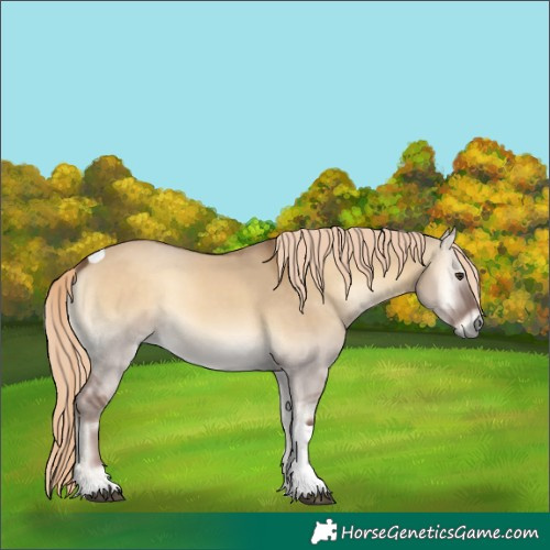 Horse Color:Chocolate Palomino Onyx Tobiano 