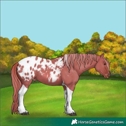 Horse Color:Red Dun Tobiano Near Leopard 
