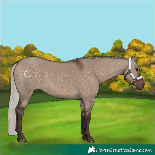 Horse Color:Silver Brown Dun 