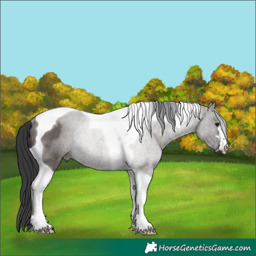 Horse Color:Grullo Tobiano Rabicano 