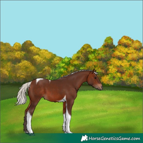 Horse Color:Silver Brown Tobiano 
