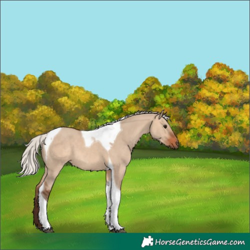 Horse Color:Silver Brown Dun Tobiano 