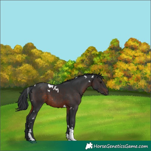 Horse Color:White Spotted Brown Tobiano 