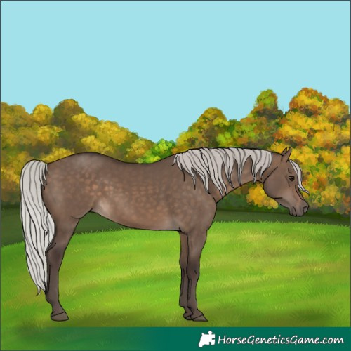 Horse Color:Silver Brown Dun 