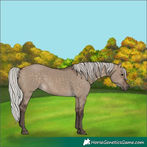 Horse Color:Silver Brown Dun 