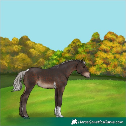 Horse Color:Silver Brown Tobiano Rabicano 