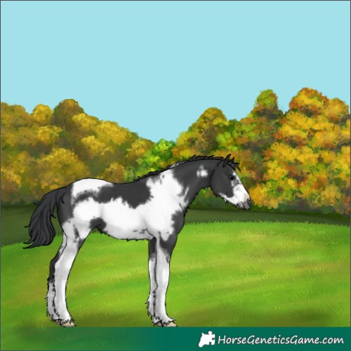 Horse Color:Black Tobiano Frame 