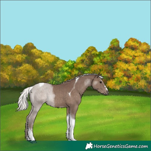 Horse Color:Silver Black Tobiano 