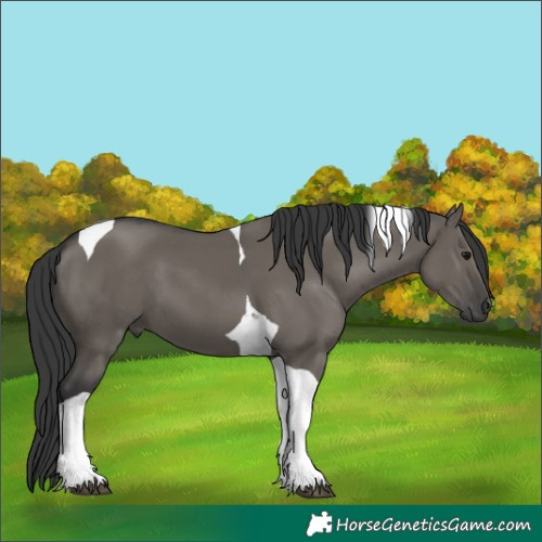 Horse Color:Grullo Tobiano 