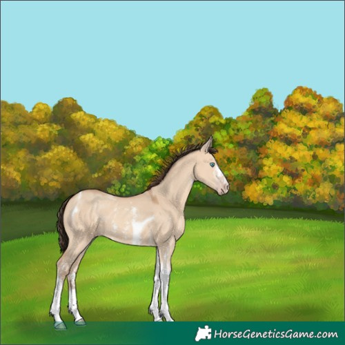 Horse Color:Amber Champagne Dun Sabino Tobiano 